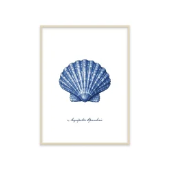 Stampa incorniciata 30x40 cm blue shell