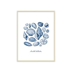 Stampa incorniciata 30x40 cm seashells collection