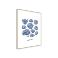 Stampa incorniciata 30x40 cm corals collection