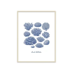 Stampa incorniciata 30x40 cm corals collection