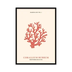 Stampa incorniciata 50x70 cm coral
