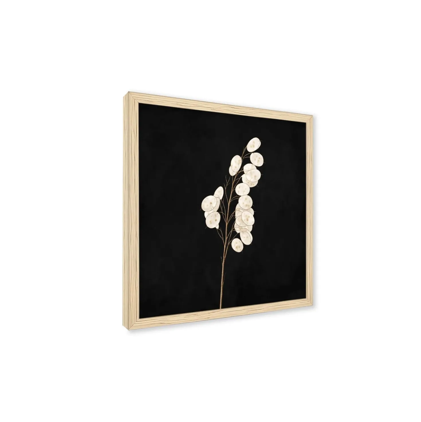 Stampa incorniciata 25x25 cm set pampas - fiori