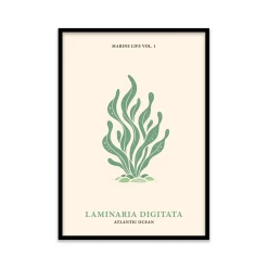 Stampa incorniciata 50x70 cm seaweeds