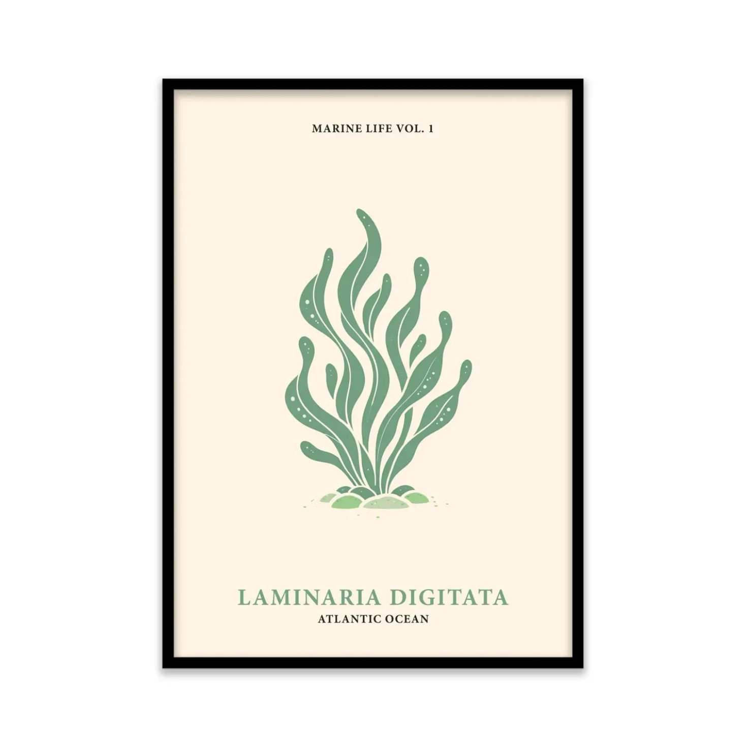 Stampa incorniciata 50x70 cm seaweeds