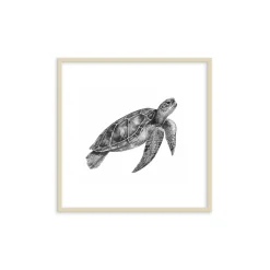 Stampa incorniciata 30x30 cm sea turtle