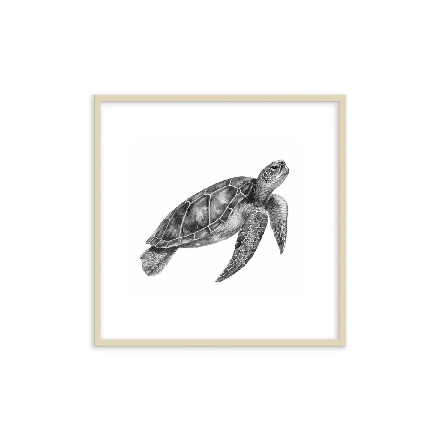 Stampa incorniciata 30x30 cm sea turtle