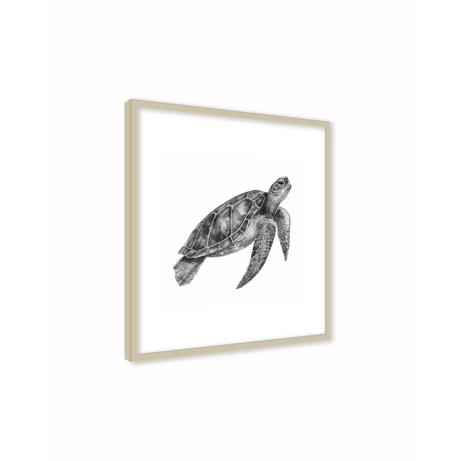 Stampa incorniciata 30x30 cm sea turtle