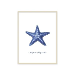 Stampa incorniciata 30x40 cm blue star