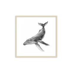 Stampa incorniciata 30x30 cm sea whale