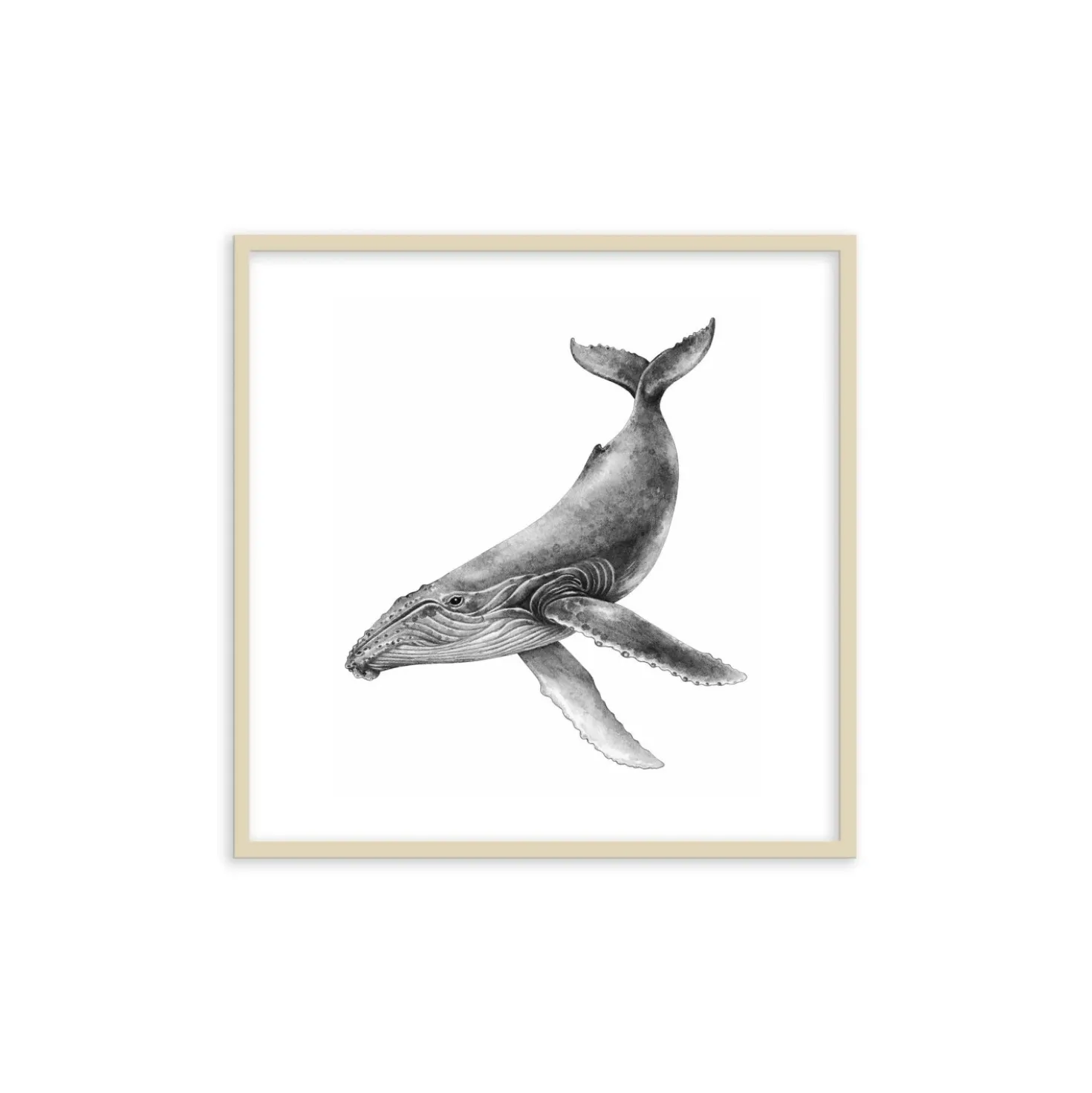 Stampa incorniciata 30x30 cm sea whale