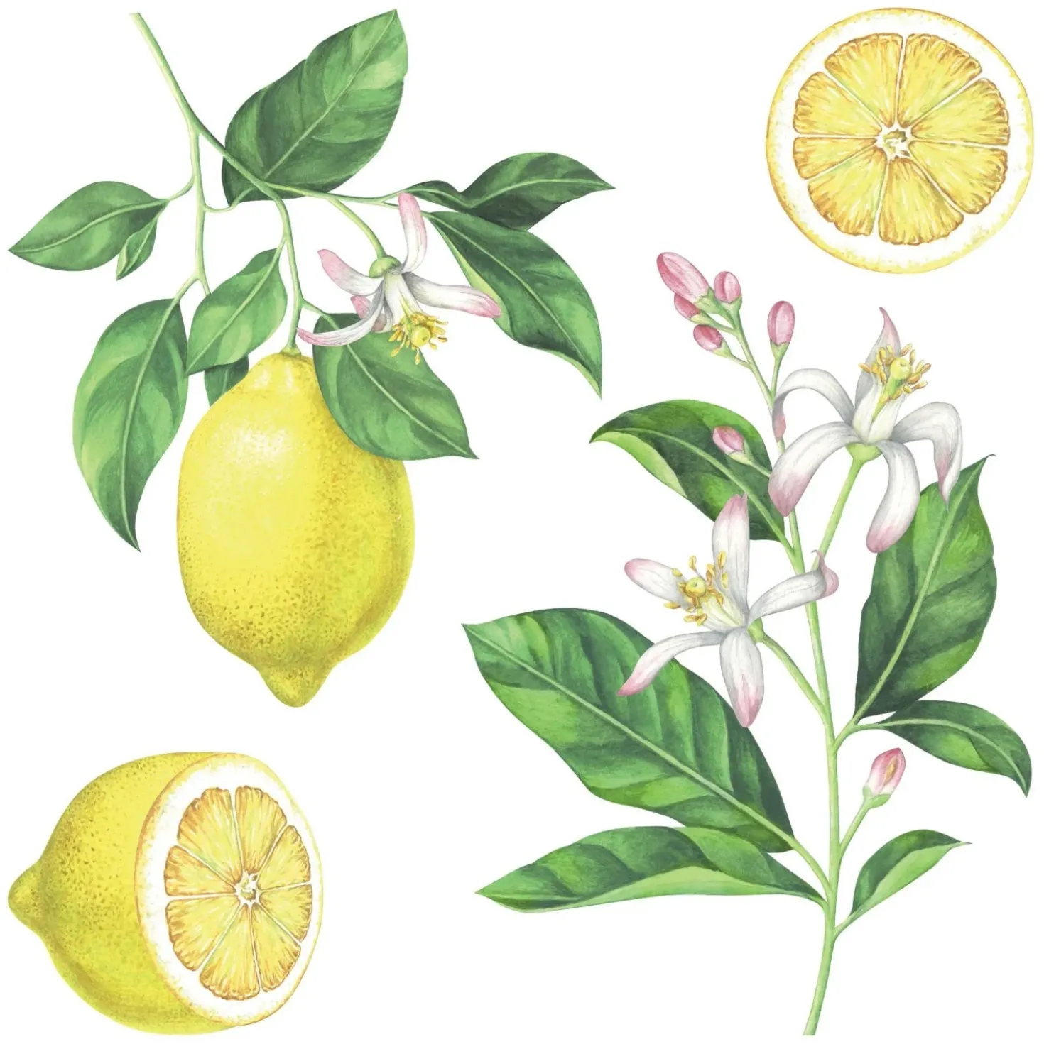 Stciker adesivo Lemons 2 fogli decorazione per parete 31x31 cm