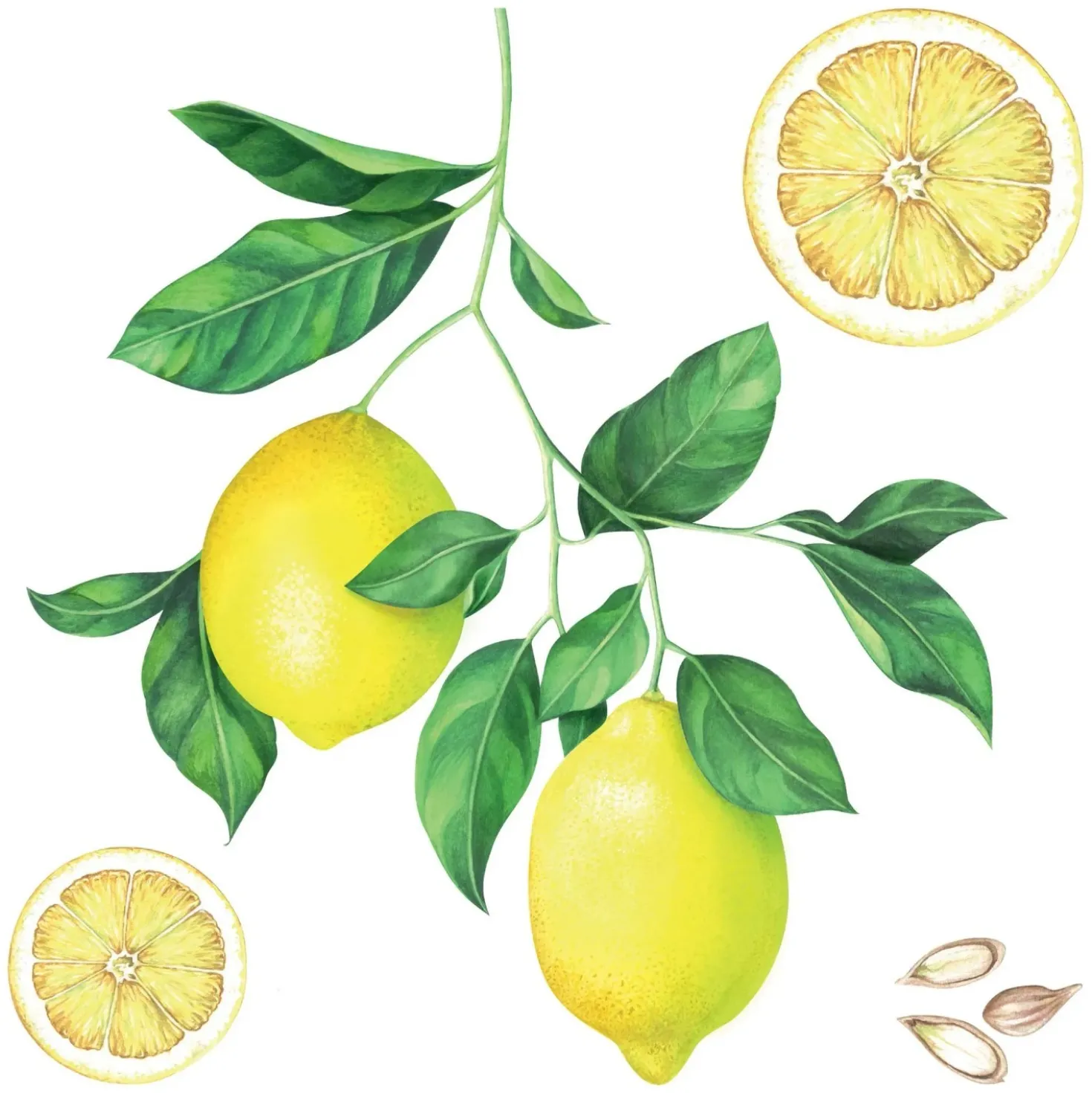 Stciker adesivo Lemons 2 fogli decorazione per parete 31x31 cm