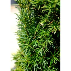 Tasso - Taxus baccata