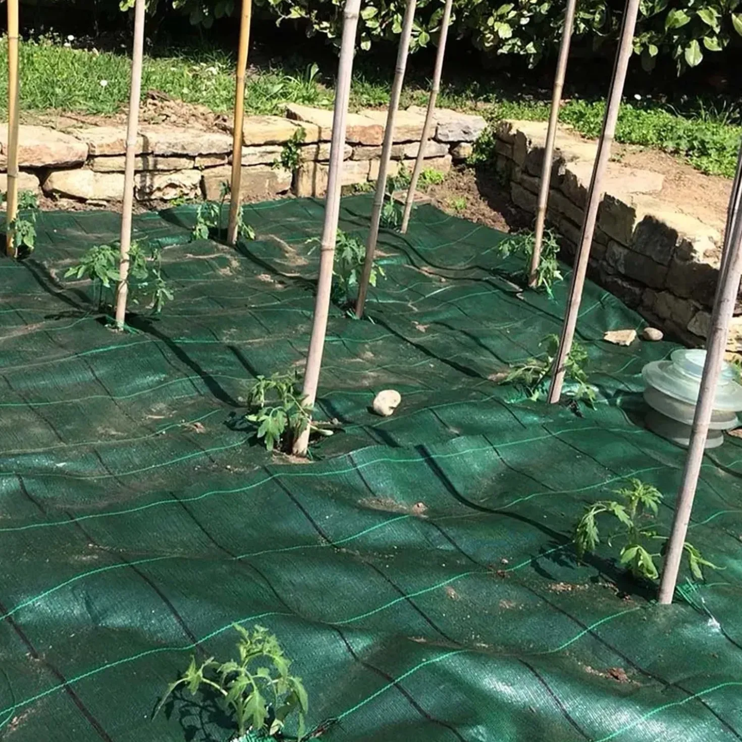 Telo anti erbacce in polipropilene Tenax Cover Pro 1,05x100 m verde