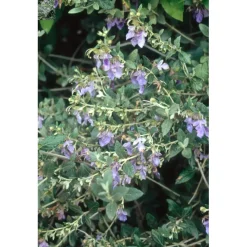 Teucrium fructicans vaso lt 10