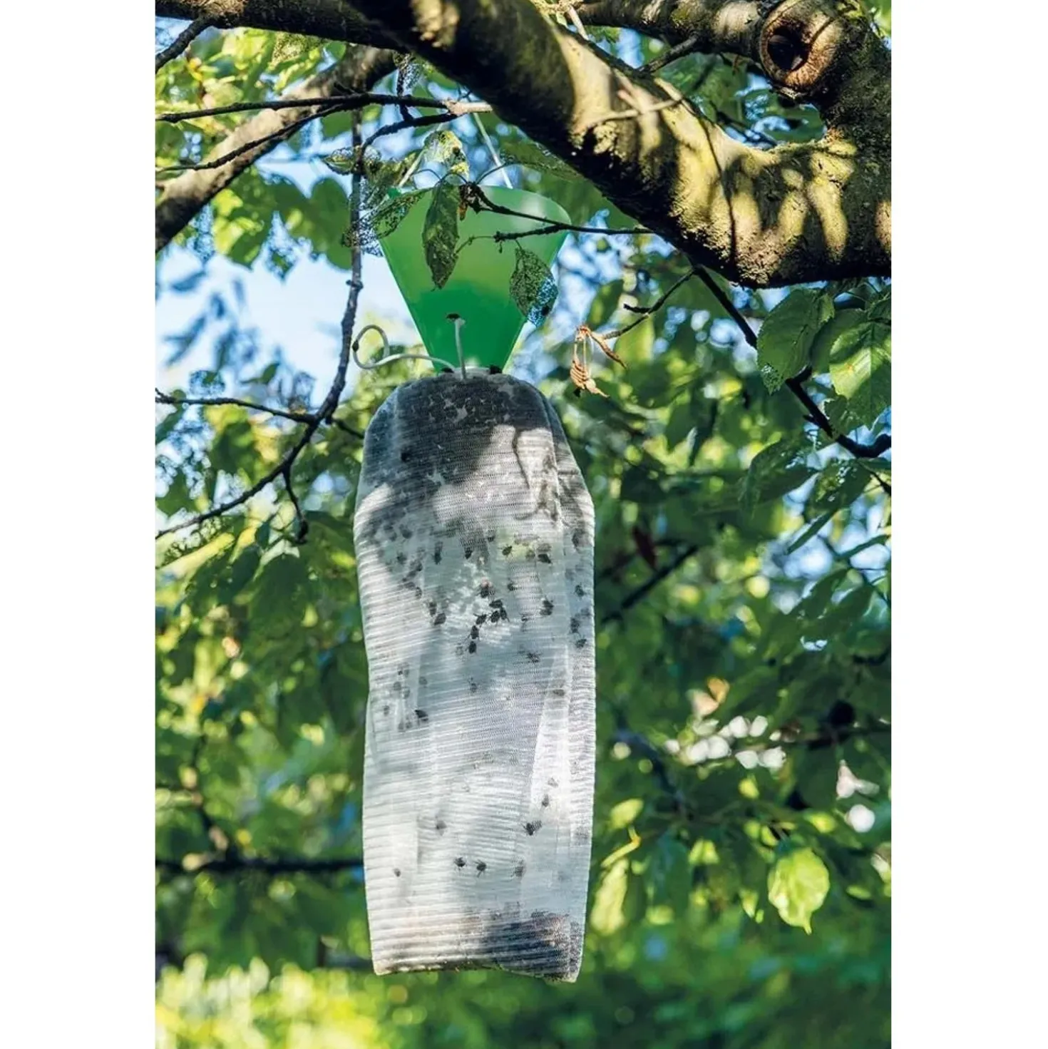 Trappola per Popillia Japonica