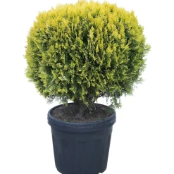 Tuia dorata palla 70-80 cm