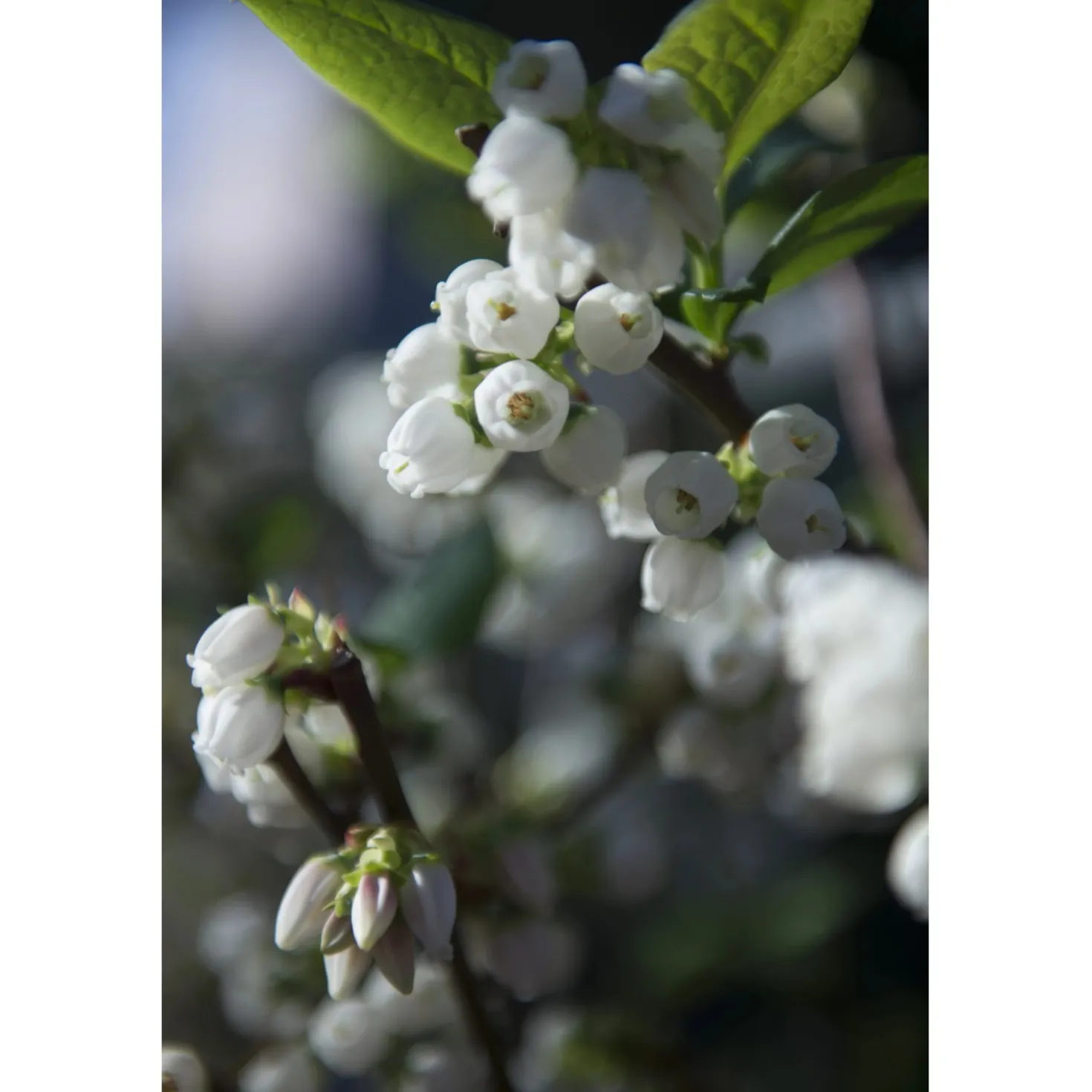 Vaccinium corymbosum cespuglio h 60/80 cm