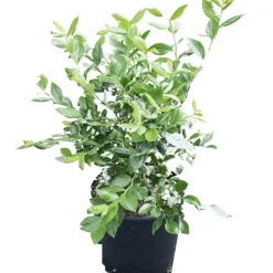Vaccinium corymbosum cespuglio h 60/80 cm