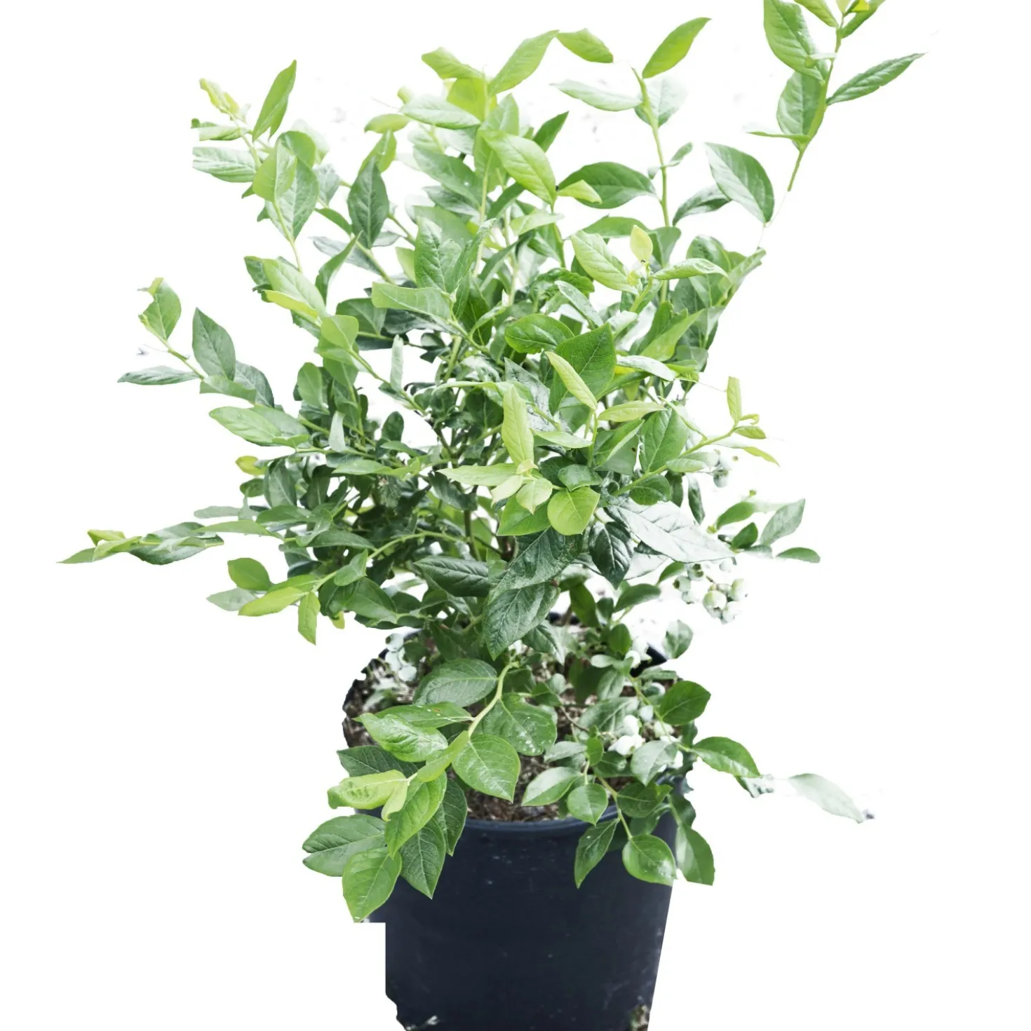 Vaccinium corymbosum cespuglio h 60/80 cm