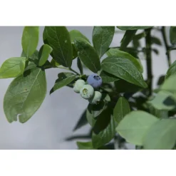 Vaccinium corymbosum cespuglio h 60/80 cm