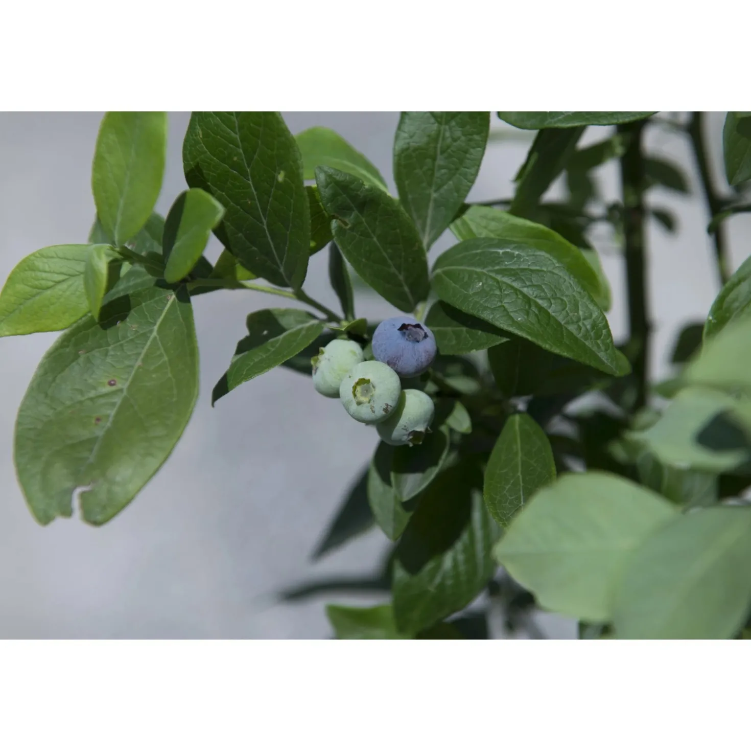 Vaccinium corymbosum cespuglio h 60/80 cm