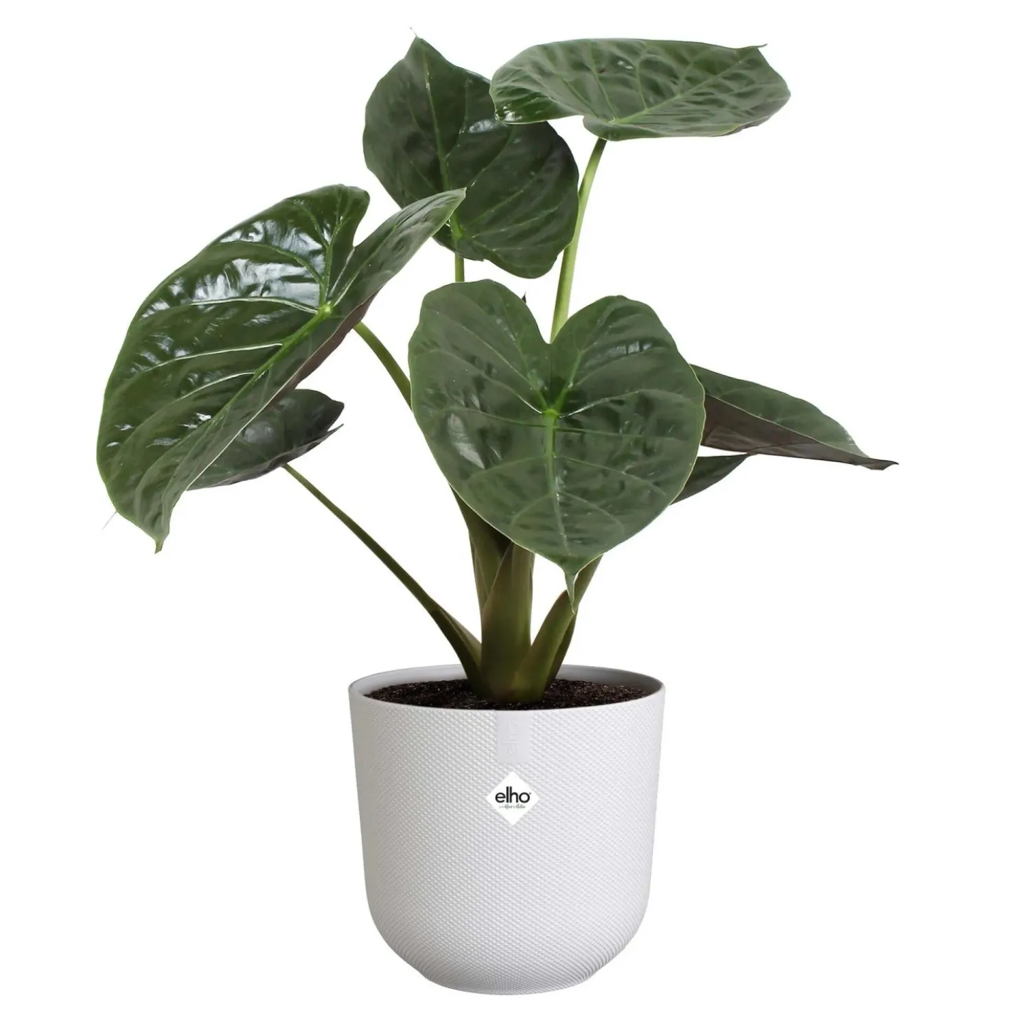 Vaso Elho Jazz Round Bianco Ø 26 x B 26 x H 24 cm interno