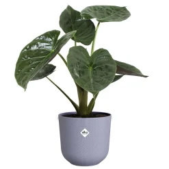 Vaso Elho Jazz Round Viola Ø 26 x B 26 x H 24 cm interno