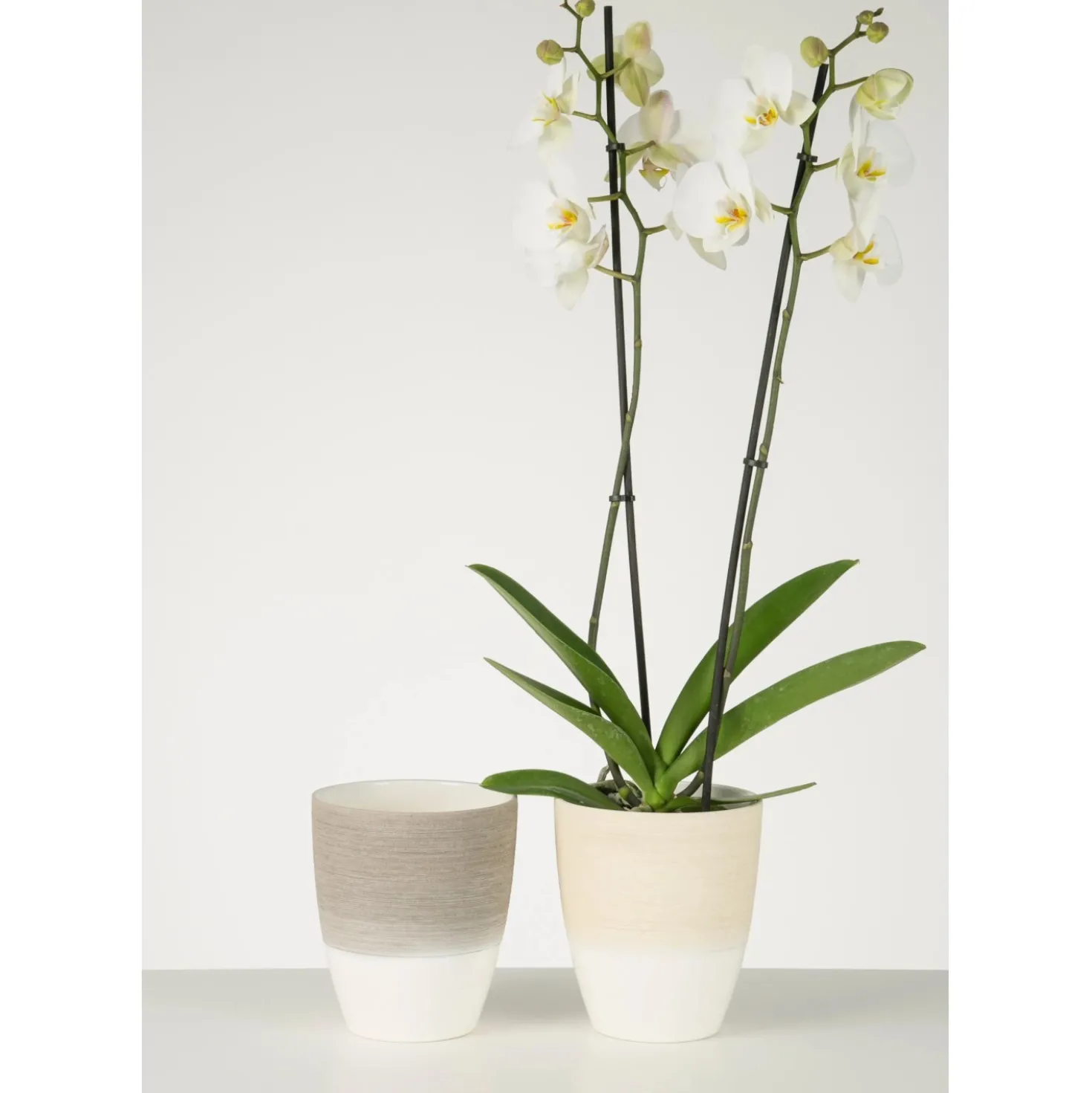 Vaso per orchidee Scheurich 650 Ø 13 x 15 cm Vaniglia