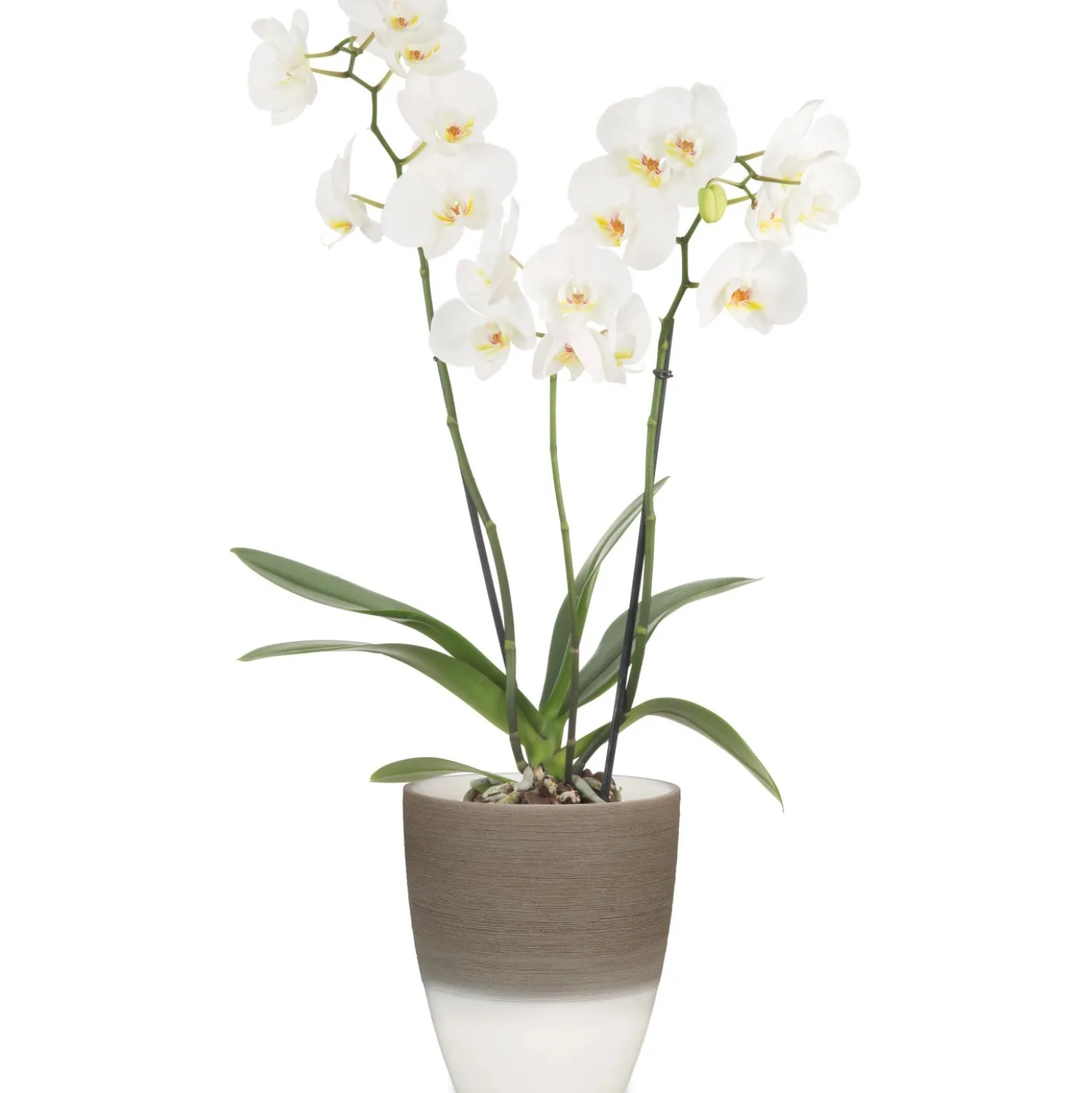 Vaso per orchidee Scheurich 650 Ø 13 x 15 cm Espresso
