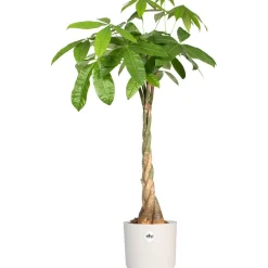 Vaso per piante rotondo Elho B.For Soft Ø 24,7 cm bianco