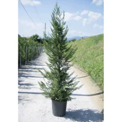 x Cupressocyparis leylandii cespuglio h cm 150/175